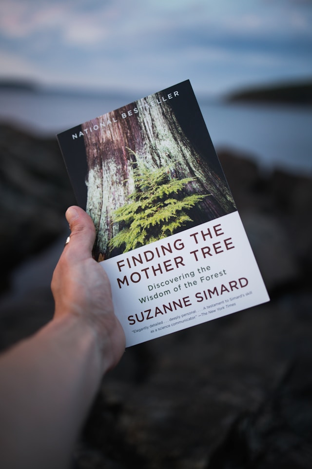 Placeholder book cover — replace with actual client cover
